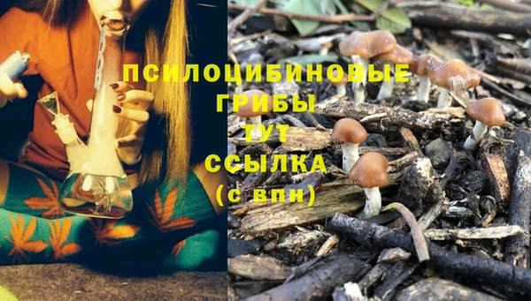 хмурый Аркадак